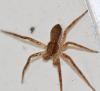 Philodromus dispar